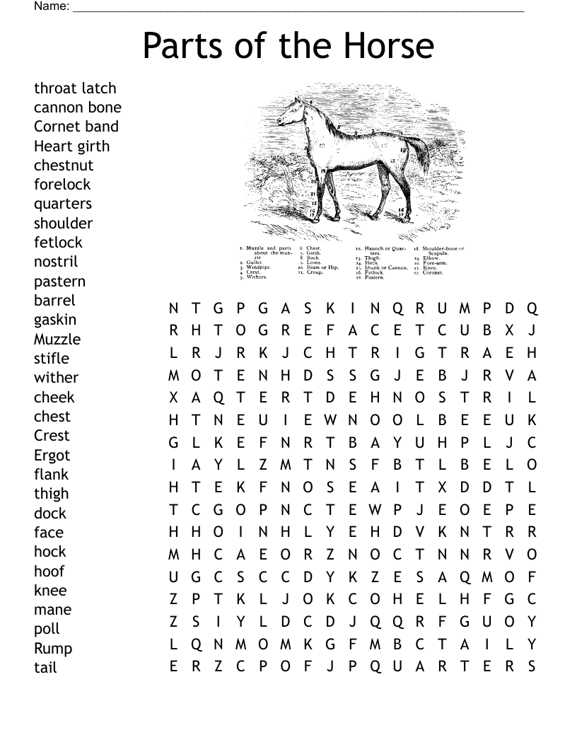 Horse Crossword Puzzle WordMint Horse Crossword Puzzle WordMint